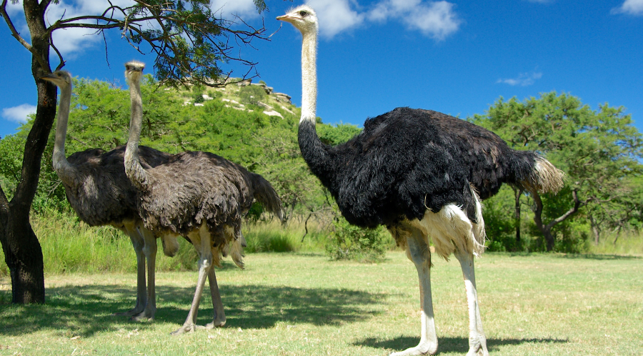 The ostrich syndrome